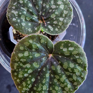 베고니아 알리시다(alicida dot)