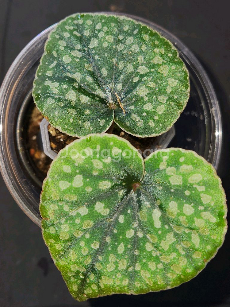 베고니아 알리시다(alicida dot)--1