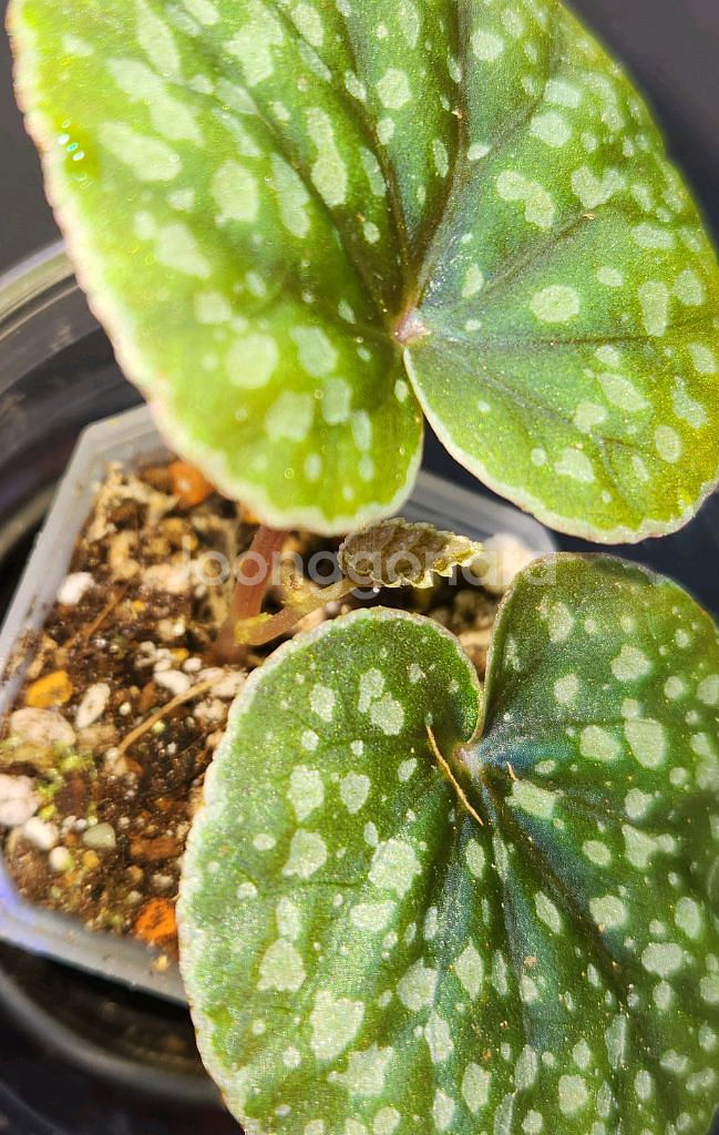 베고니아 알리시다(alicida dot)--3