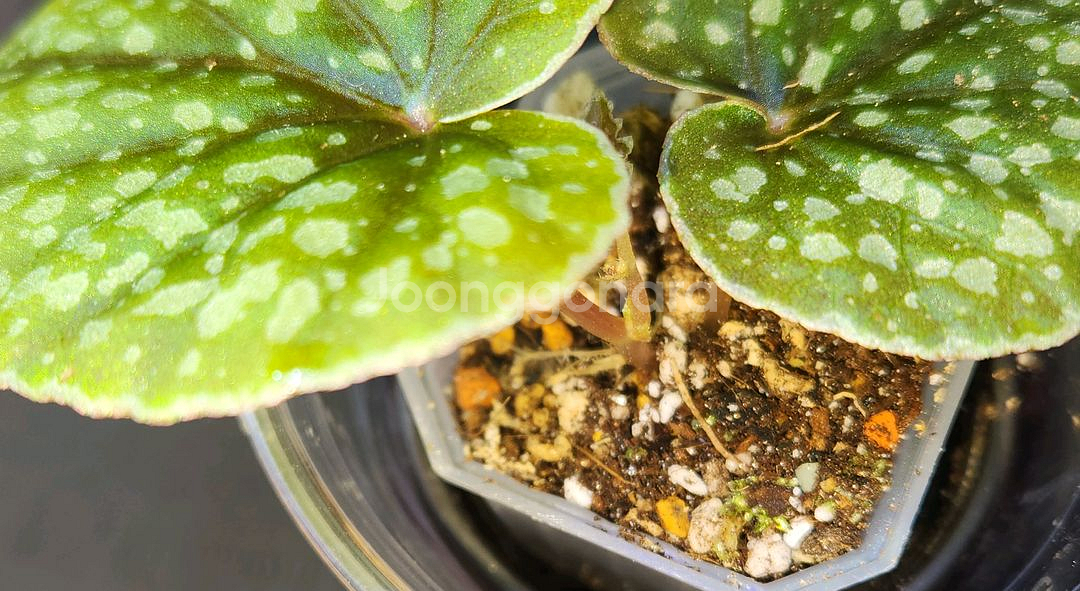 베고니아 알리시다(alicida dot)--2