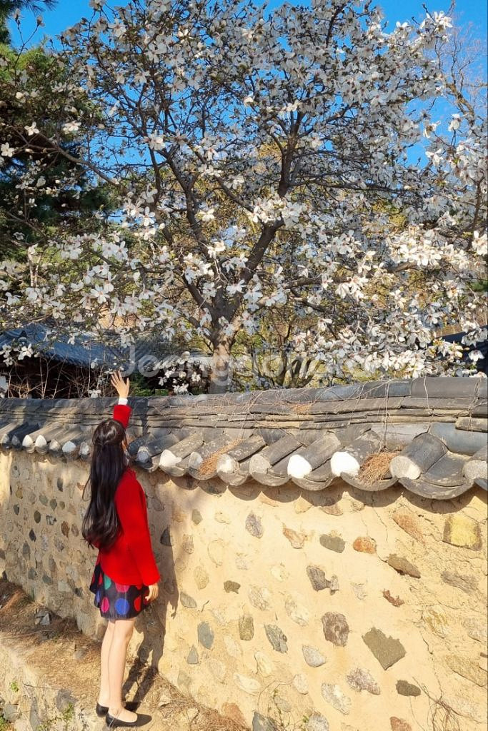 버버리 Burberry 레드 하프코트 반코트--4