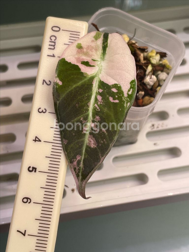 알로카시아 블랙벨벳핑크화이트 바리에가타--1