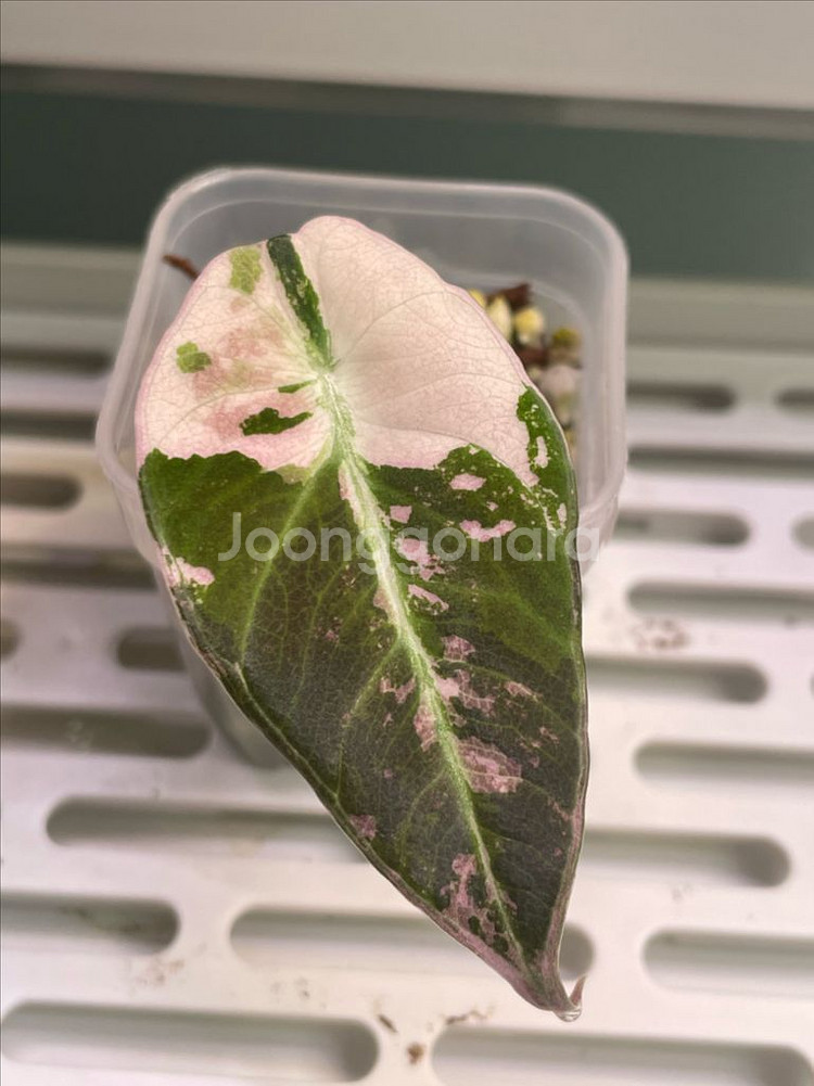 알로카시아 블랙벨벳핑크화이트 바리에가타--0