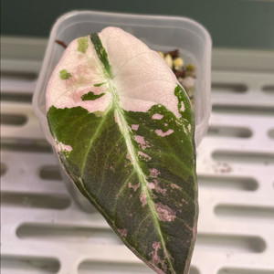 알로카시아 블랙벨벳핑크화이트 바리에가타