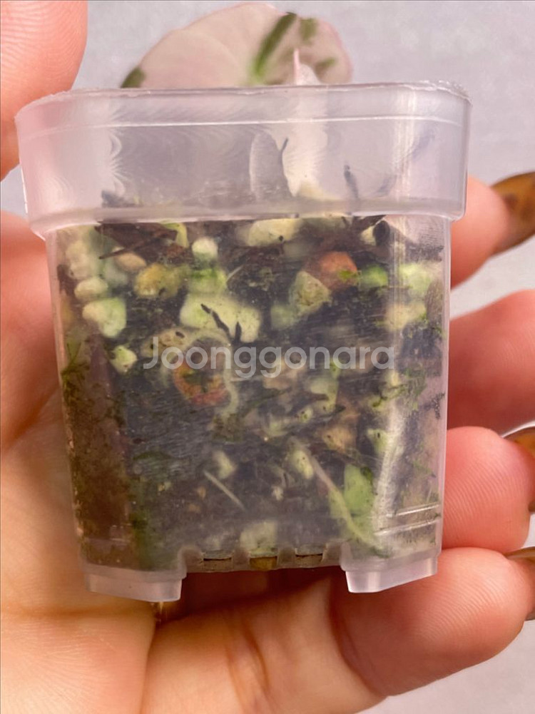 알로카시아 블랙벨벳핑크화이트 바리에가타--3