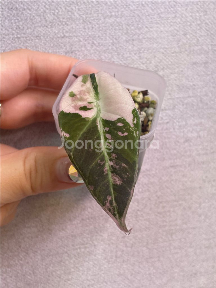 알로카시아 블랙벨벳핑크화이트 바리에가타--2