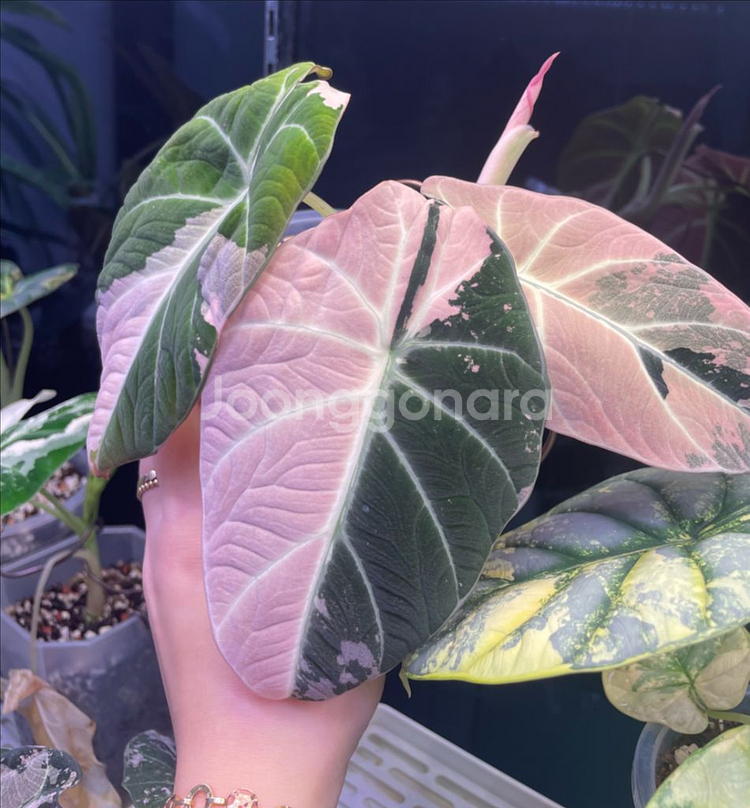 알로카시아 블랙벨벳핑크화이트 바리에가타--4