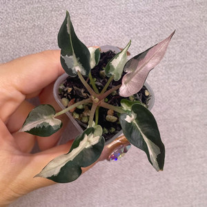 알로카시아 밤비노바리에가타