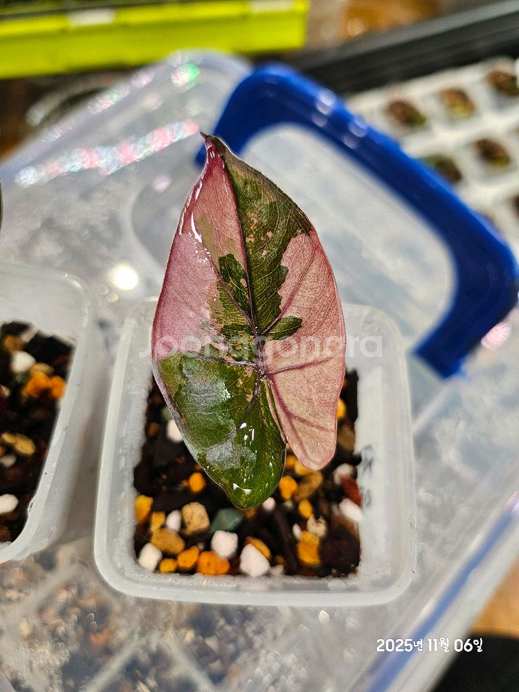 알로카시아 유카탄프린세스 핑크바리에가타--0
