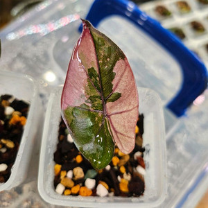 알로카시아 유카탄프린세스 핑크바리에가타