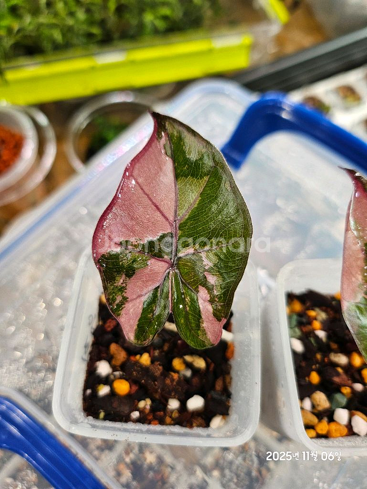 알로카시아 유카탄프린세스 핑크바리에가타--0