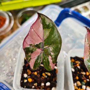 알로카시아 유카탄프린세스 핑크바리에가타