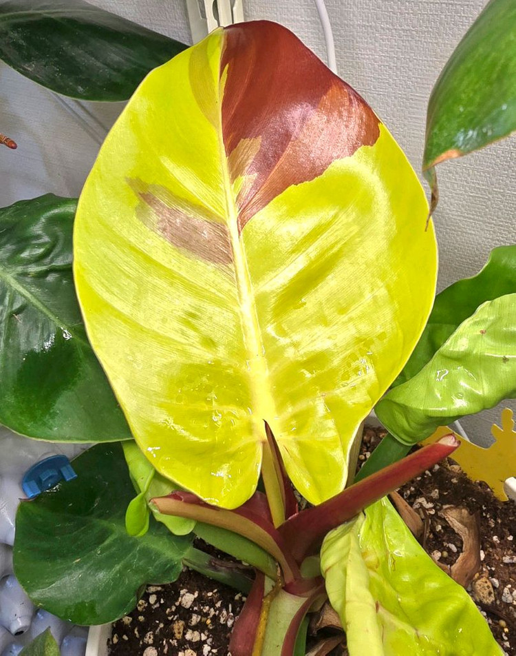 필로덴드론 임페리얼 옐로우 프레임--4