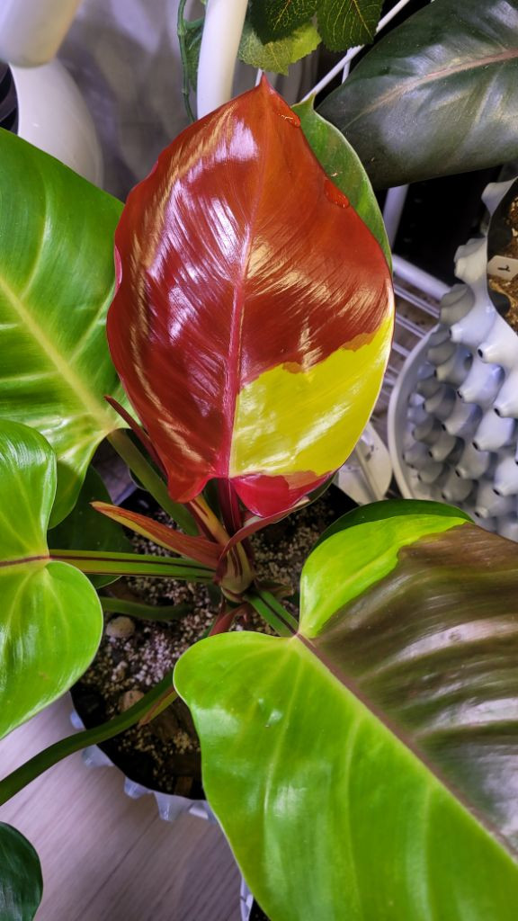 필로덴드론 임페리얼 옐로우 프레임--6