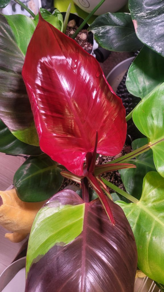 필로덴드론 임페리얼 옐로우 프레임--7