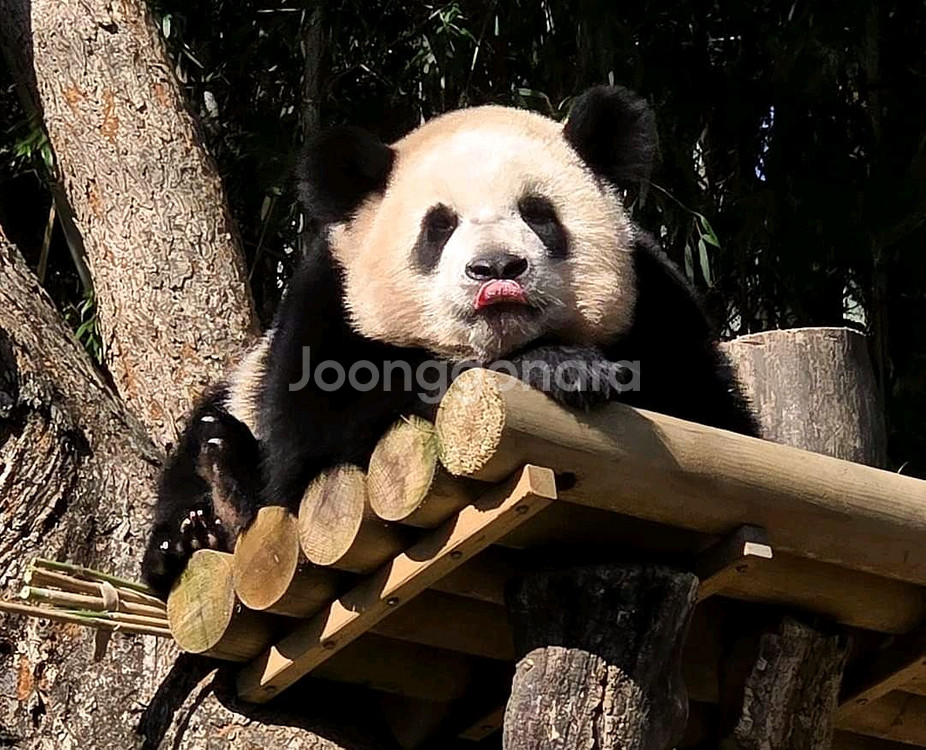 에버랜드 자유이용권 종일권 오후권--1