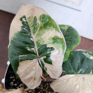 (무천!)알로카시아 니그라 플럼배 화이트 핑크 바리에가타