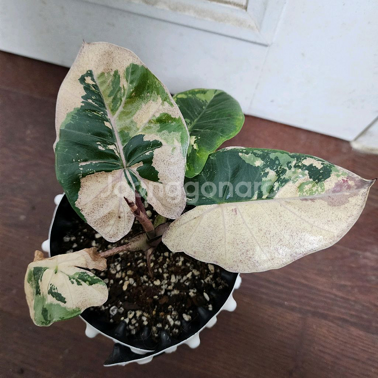 (무천!)알로카시아 니그라 플럼배 화이트 핑크 바리에가타--1