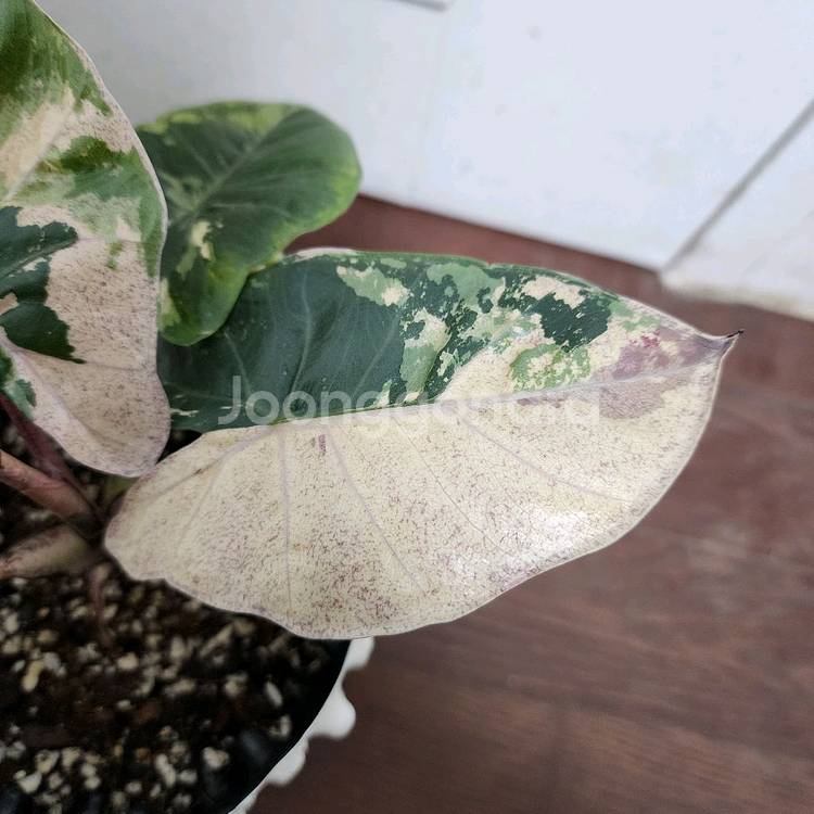 (무천!)알로카시아 니그라 플럼배 화이트 핑크 바리에가타--2