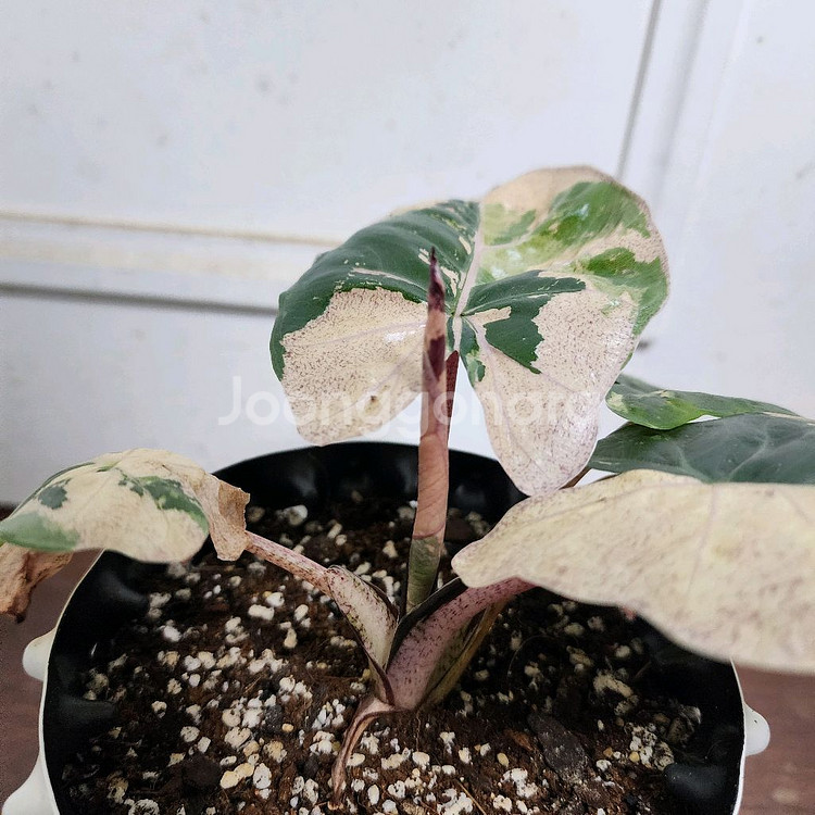 (무천!)알로카시아 니그라 플럼배 화이트 핑크 바리에가타--3