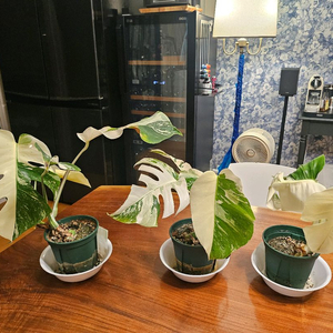 알보몬스테라 일괄3개