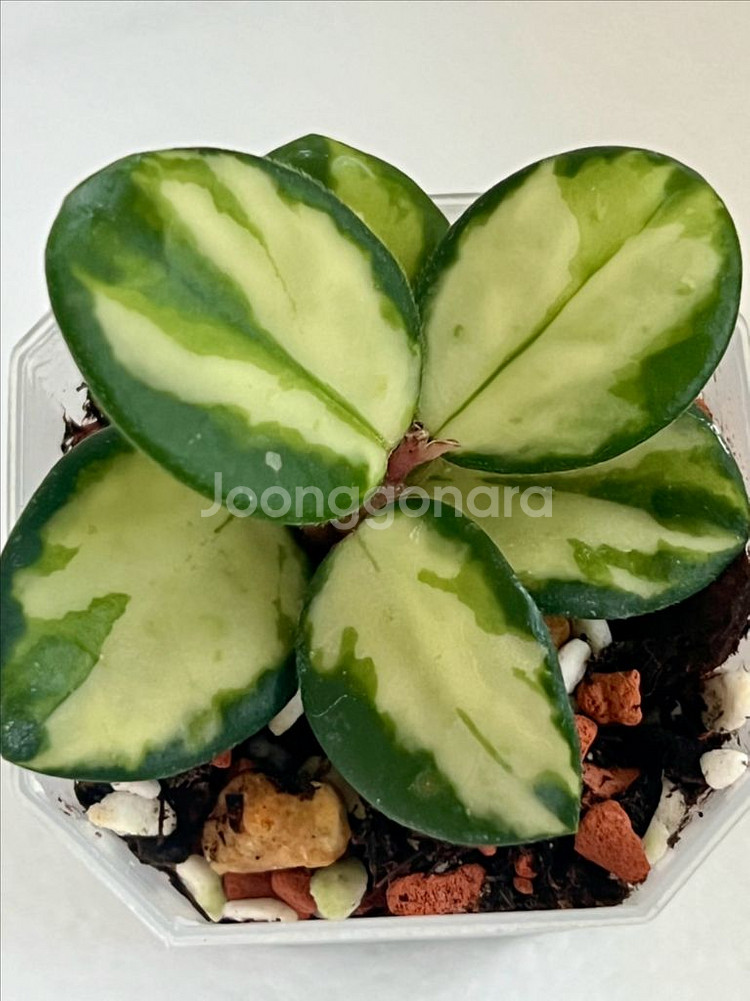 호야 마틸드 바리에가타--0