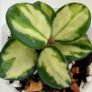 호야 마틸드 바리에가타