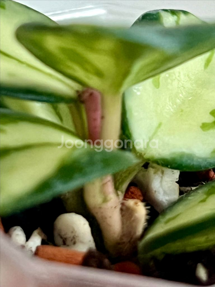 호야 마틸드 바리에가타--1