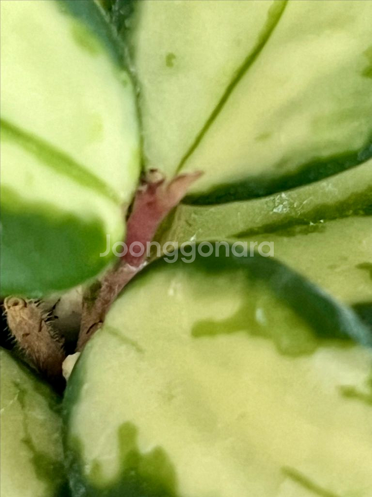 호야 마틸드 바리에가타--2