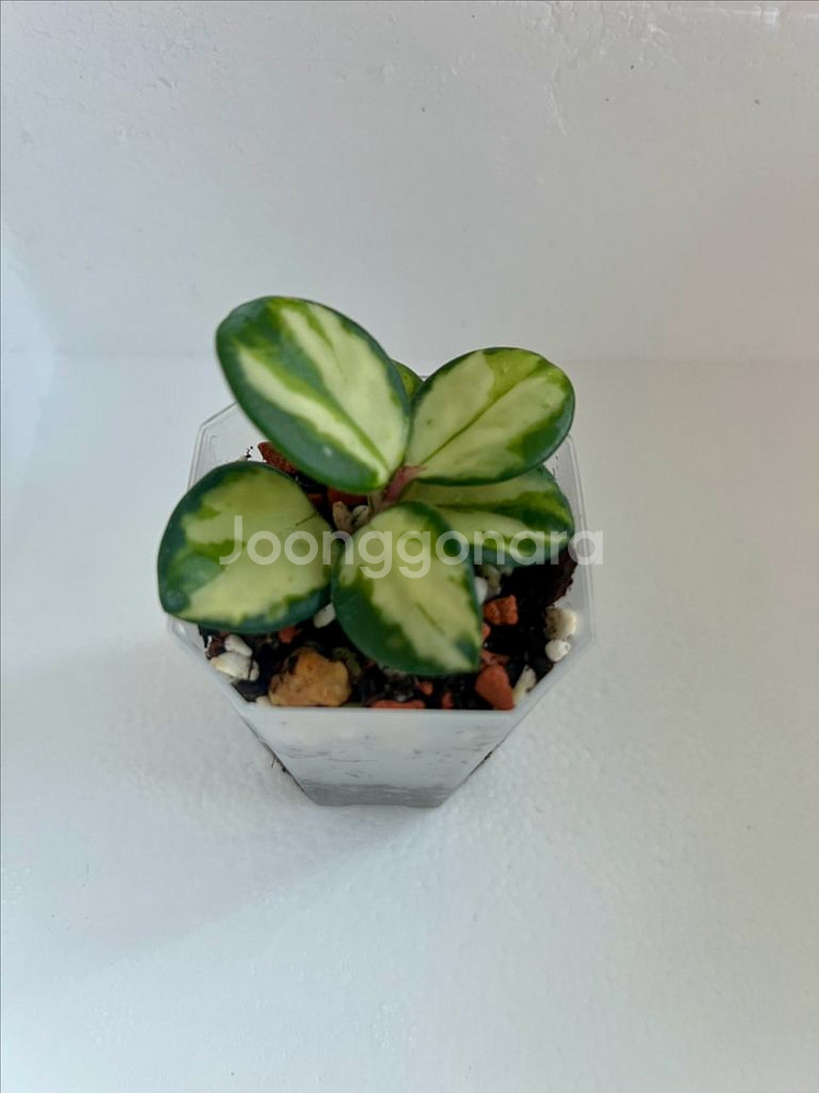 호야 마틸드 바리에가타--3