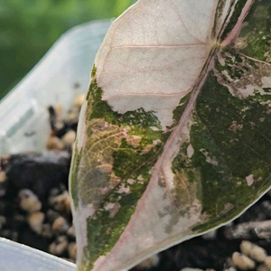 알로카시아 쿠프레아 산데리아나 핑크바리에가타