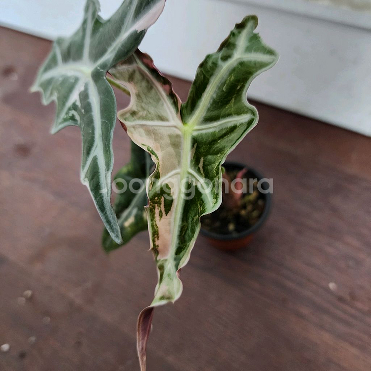 알로카시아 노빌리스 화이트 핑크 바리에가타 (중묘!)--0