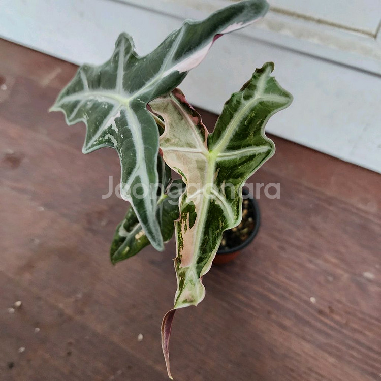 알로카시아 노빌리스 화이트 핑크 바리에가타 (중묘!)--1