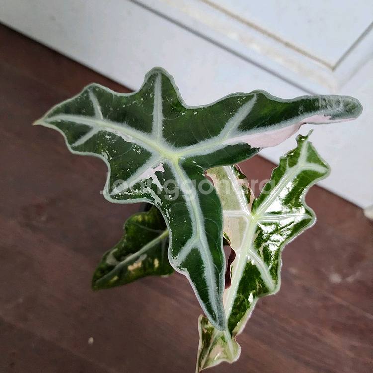 알로카시아 노빌리스 화이트 핑크 바리에가타 (중묘!)--2