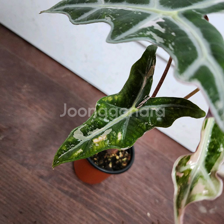 알로카시아 노빌리스 화이트 핑크 바리에가타 (중묘!)--3