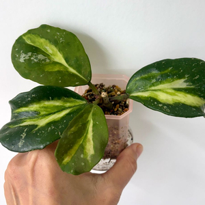 호야 오보바타 바리에가타