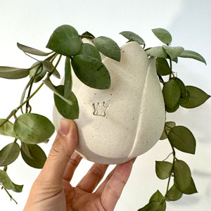 호야 라쿠노사 민트코인+디어마이팟 튤립팟