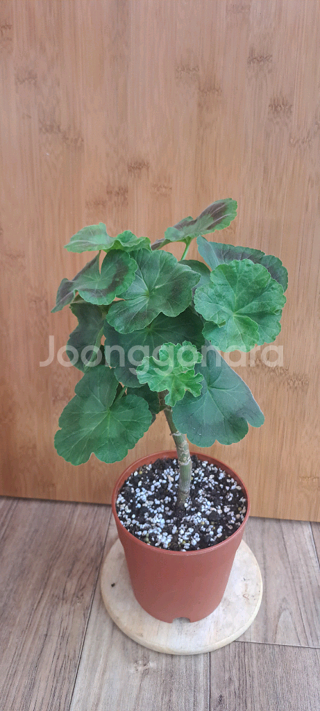 유지스페르세이 러시아 제라늄 중대품--0