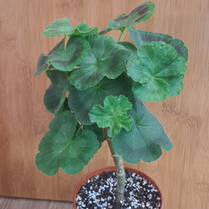 유지스페르세이 러시아 제라늄 중대품