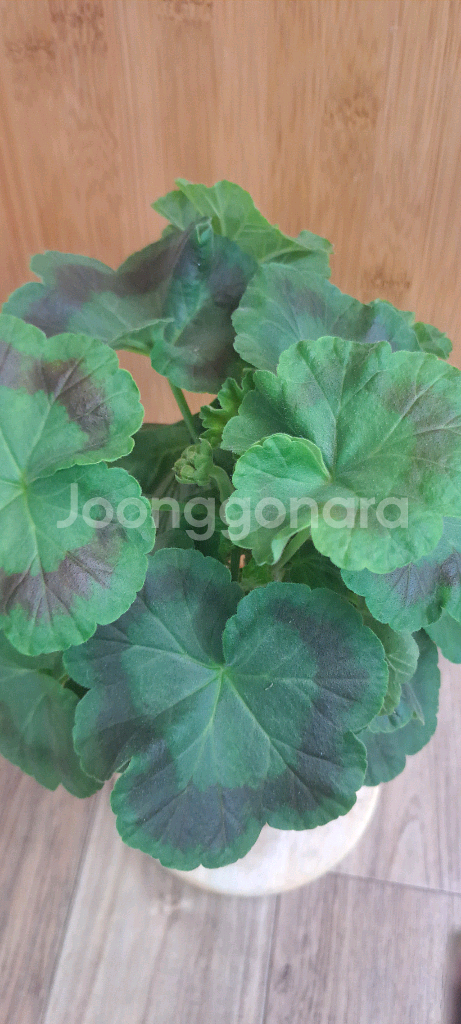 유지스페르세이 러시아 제라늄 중대품--1