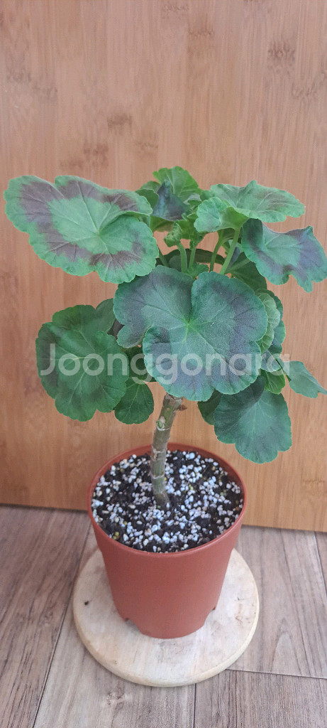 유지스페르세이 러시아 제라늄 중대품--2