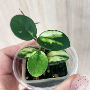 호야 마틸드바리에가타