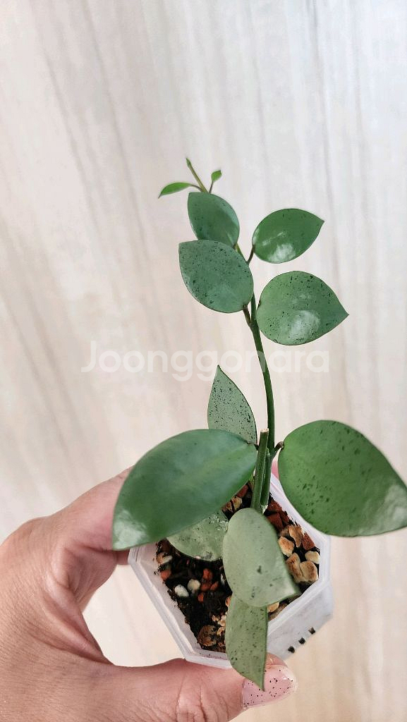 호야 민트코인--3