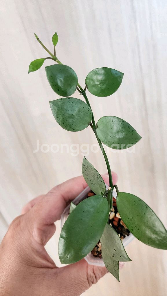 호야 민트코인--0