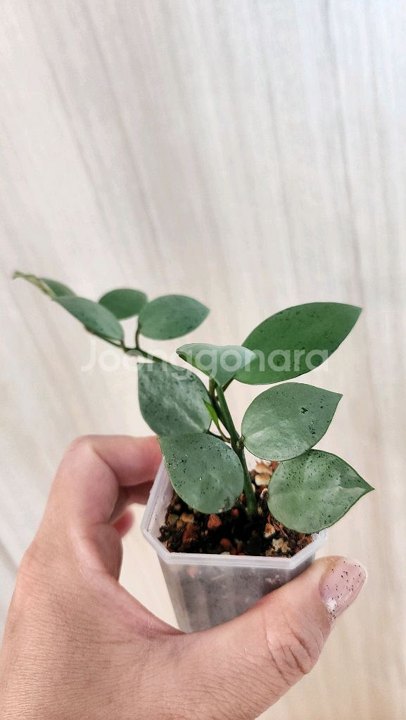 호야 민트코인--1