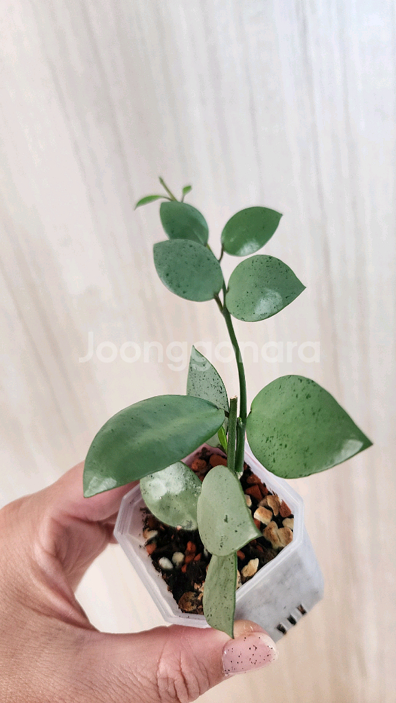 호야 민트코인--2