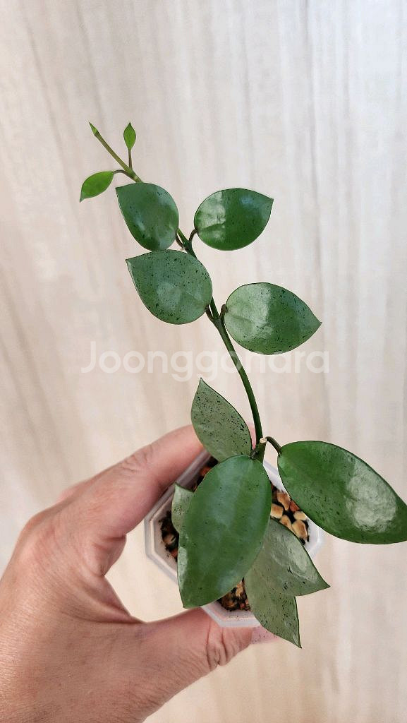 호야 민트코인--4