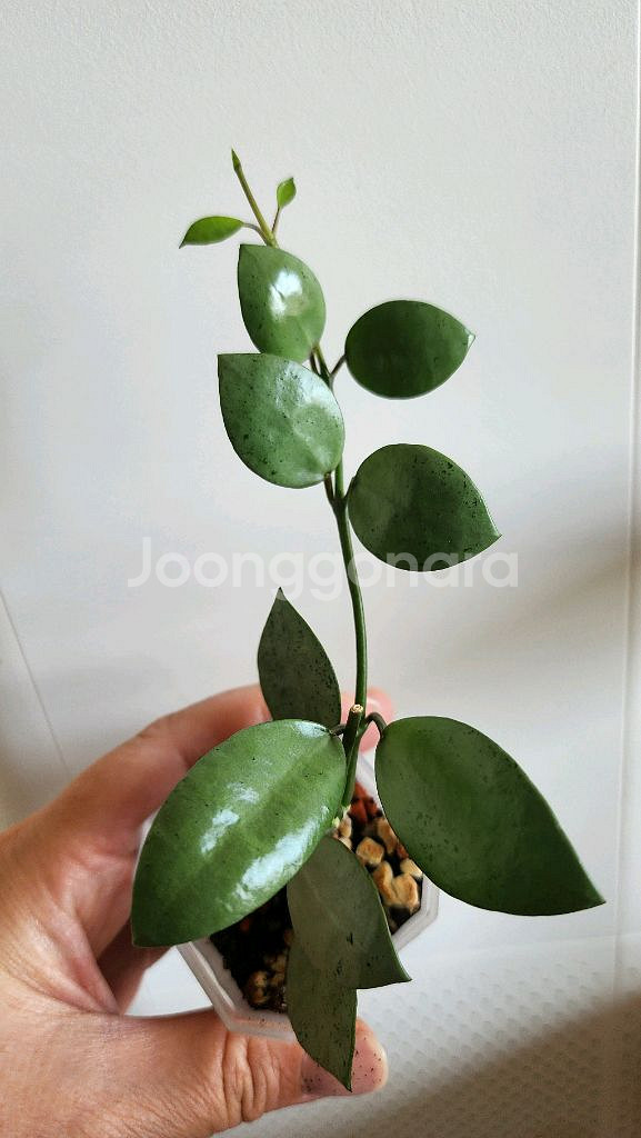 호야 민트코인--5