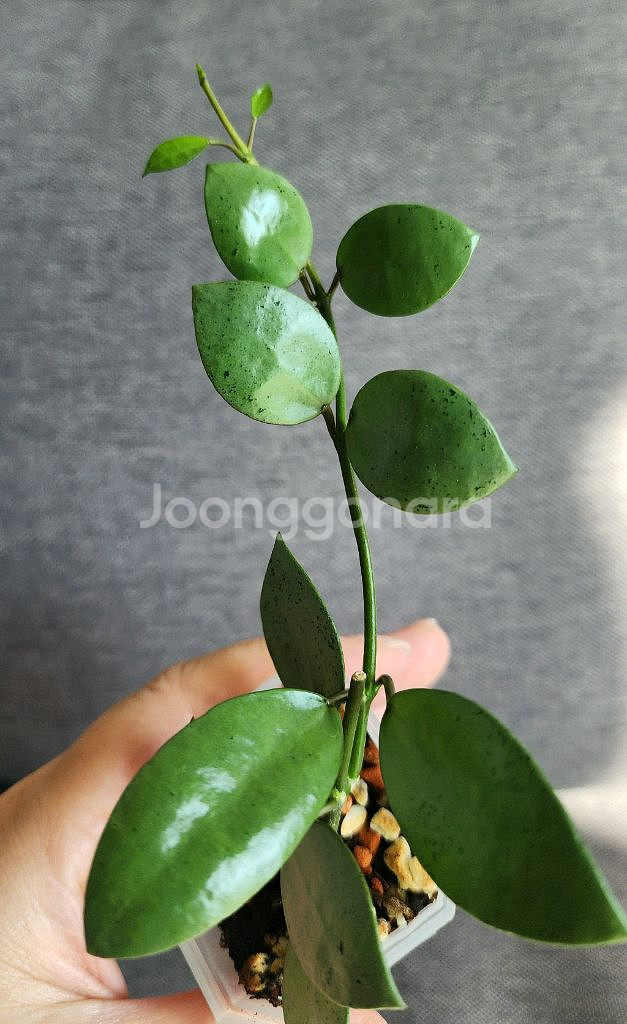 호야 민트코인--7