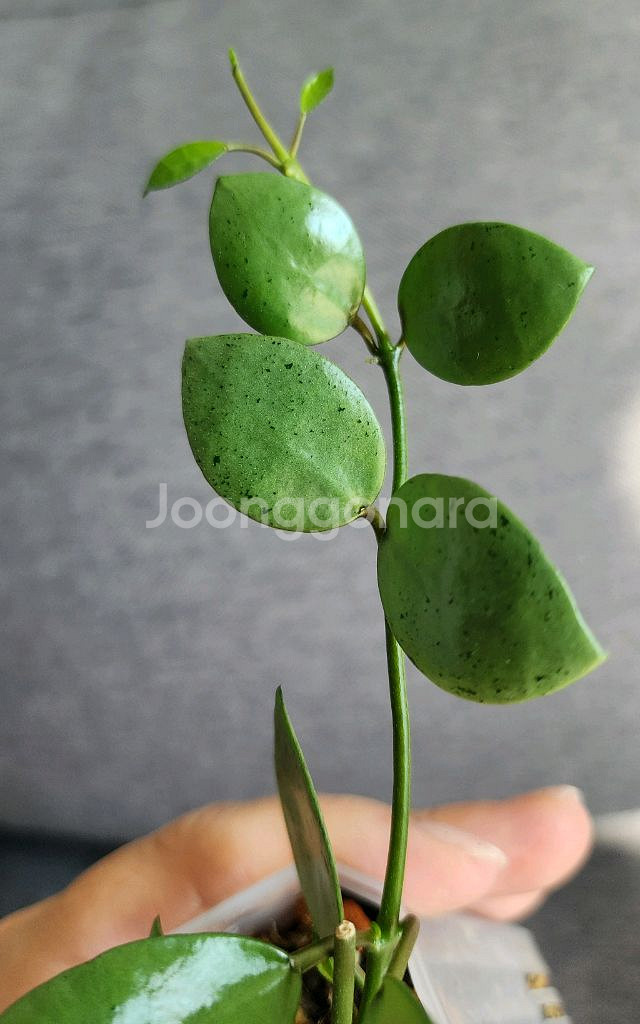 호야 민트코인--6